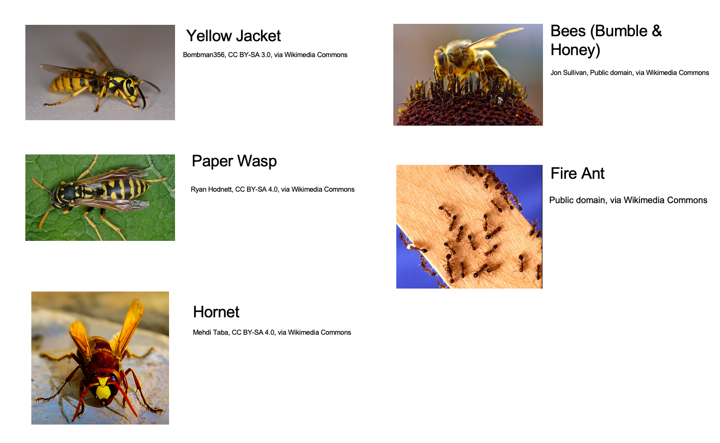 Types of different insects that sting