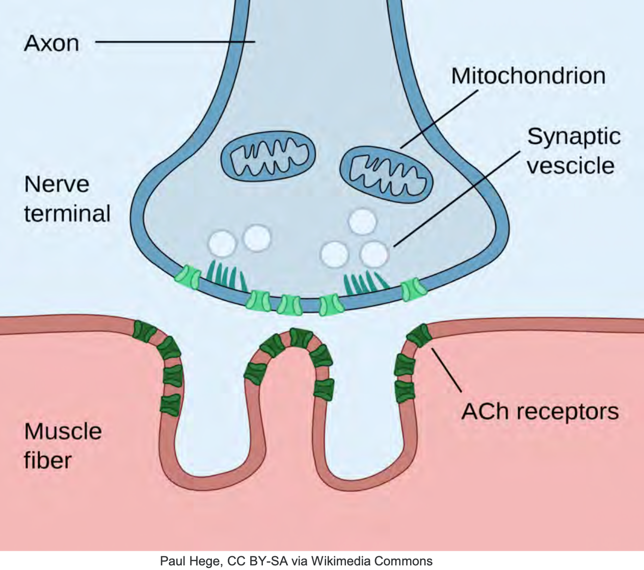 Illustration of the Neuromuscular Junction