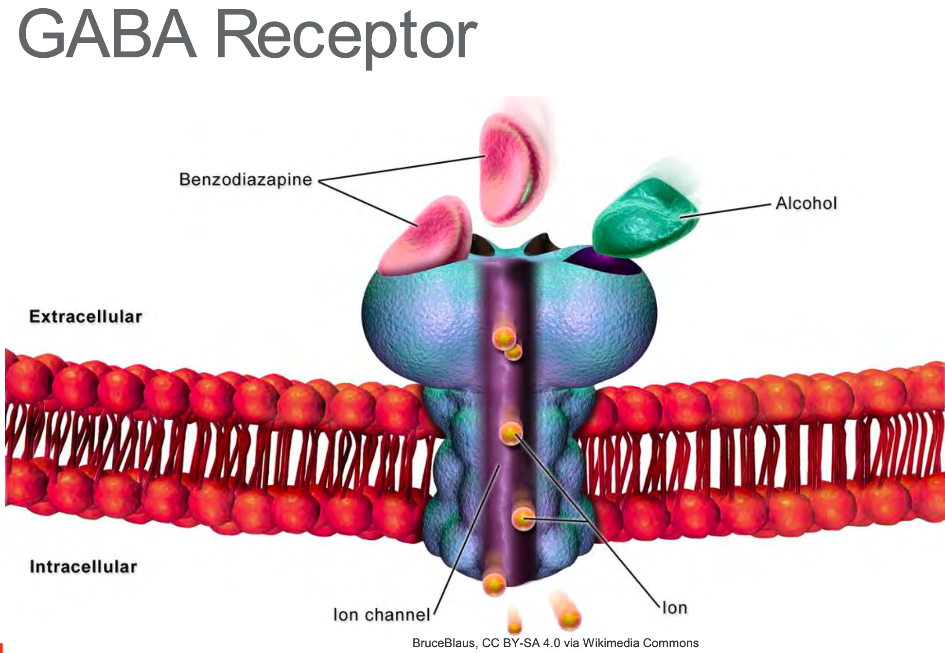 Illustration of GABA Receptor