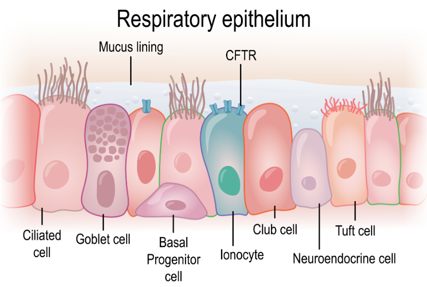 Illustration of the CFTR gene