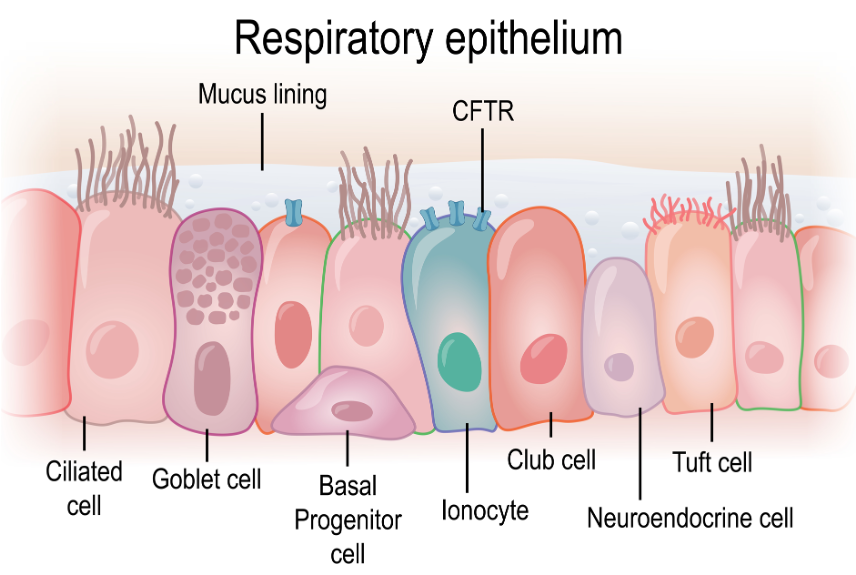 How Cystic Fibrosis Research Helped Establish the 6-Foot Rule for