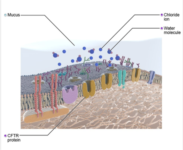 How Cystic Fibrosis Research Helped Establish the 6-Foot Rule for