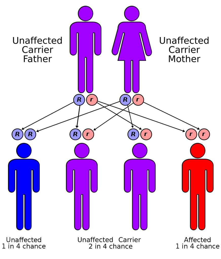 File:Abdominal Quadrant Regions es cleaned.svg - Wikimedia Commons