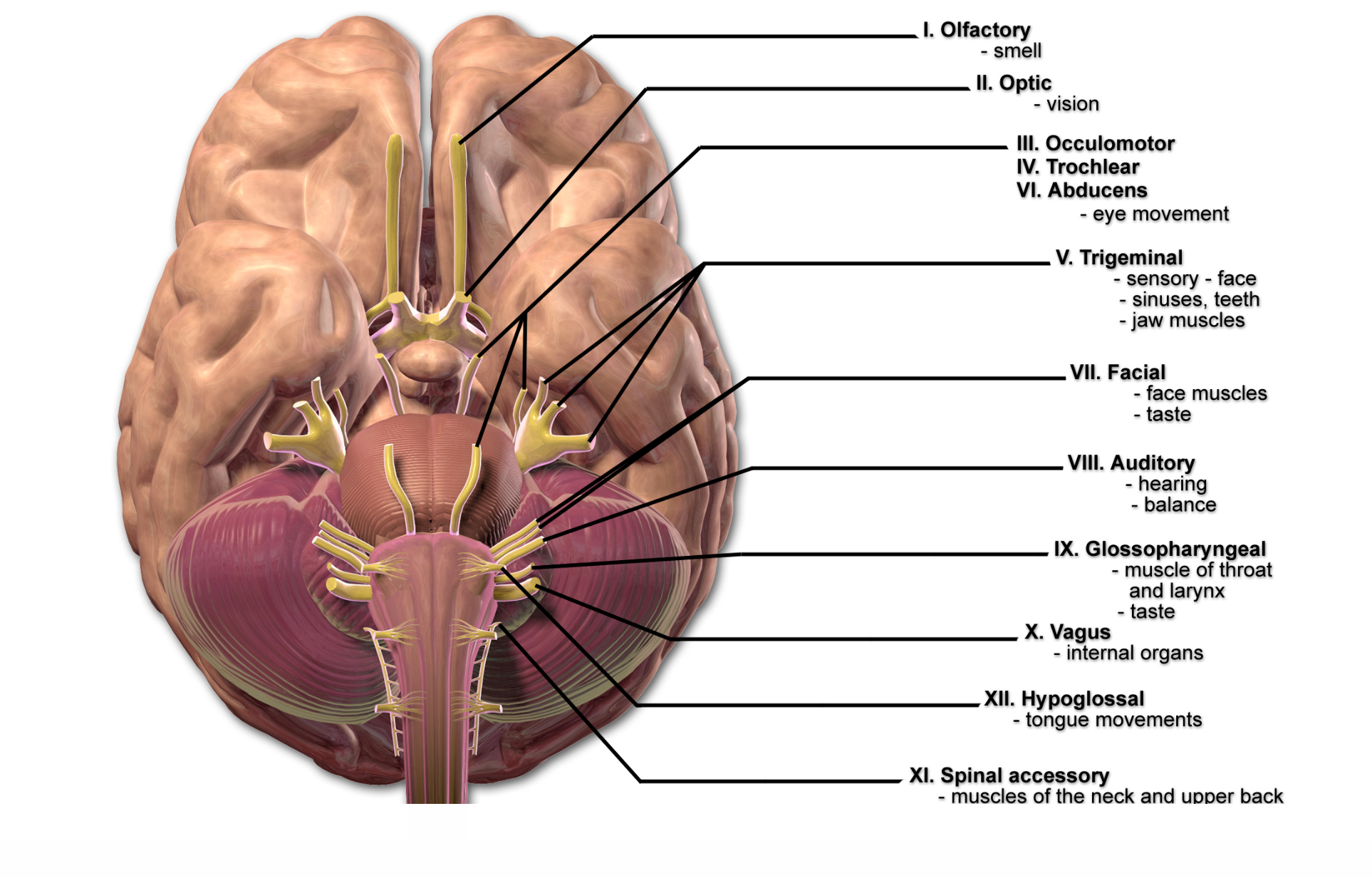 Image of cranial nerves labeled