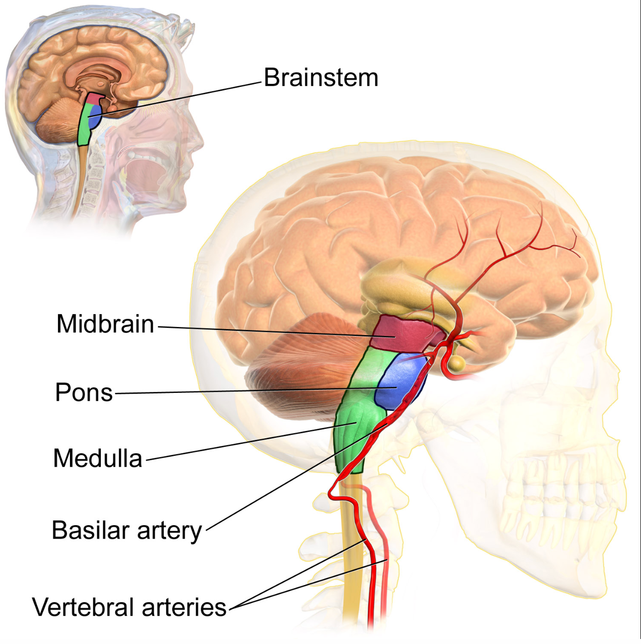 Image of the brainstem labeled