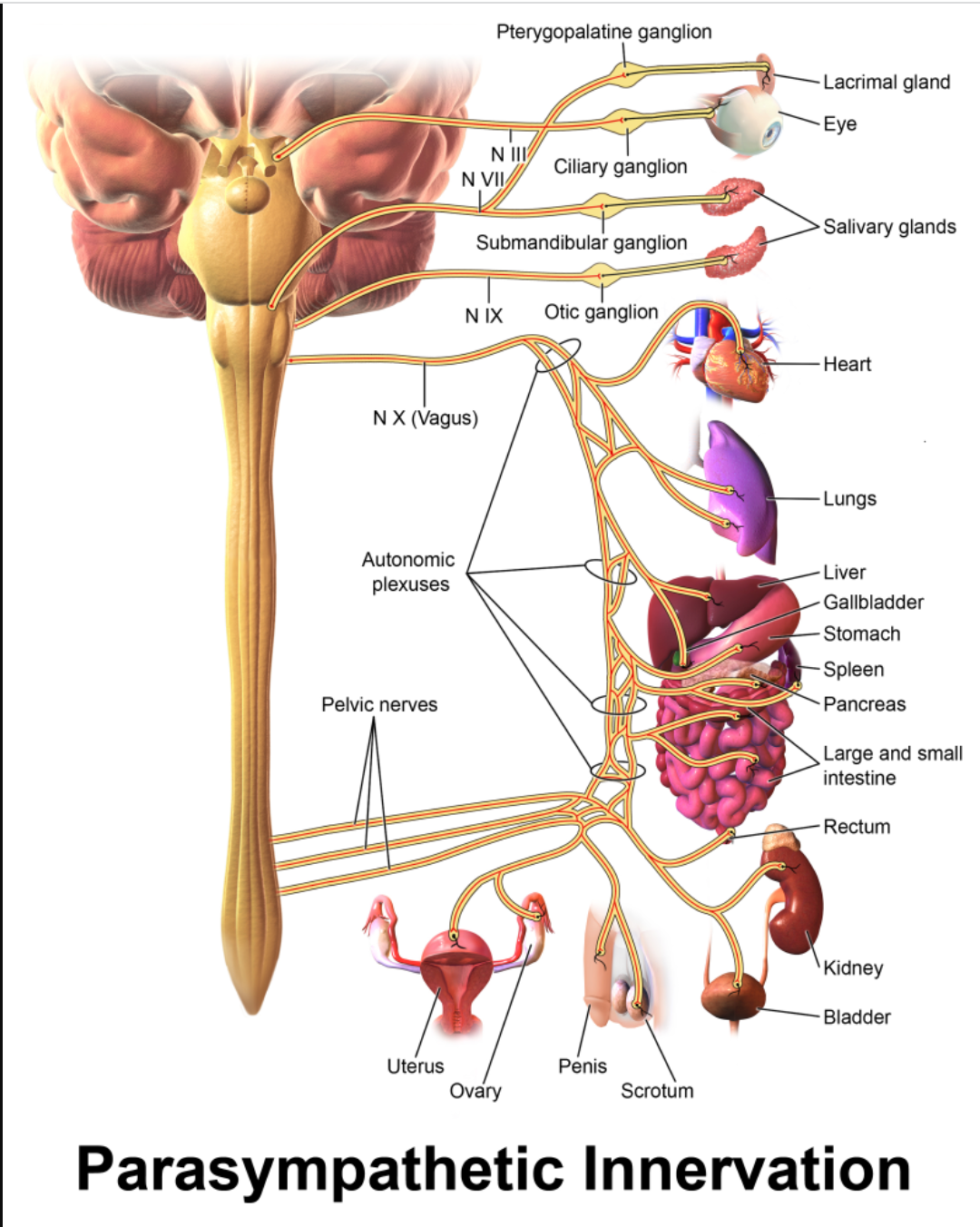Image of the parasympathetic system labeled