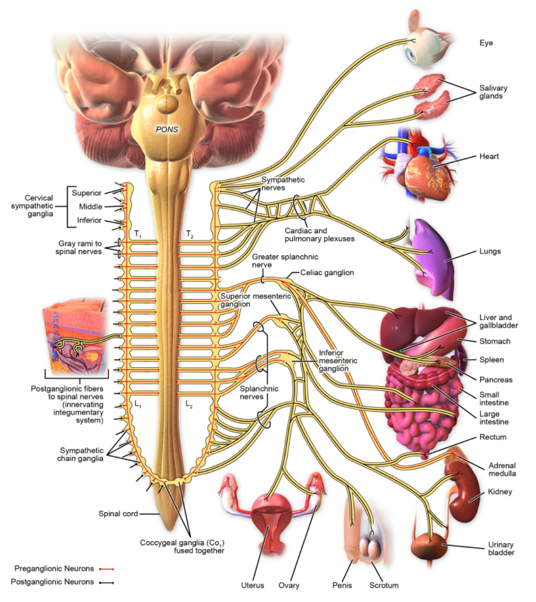 Image of the sympathetic system labeled