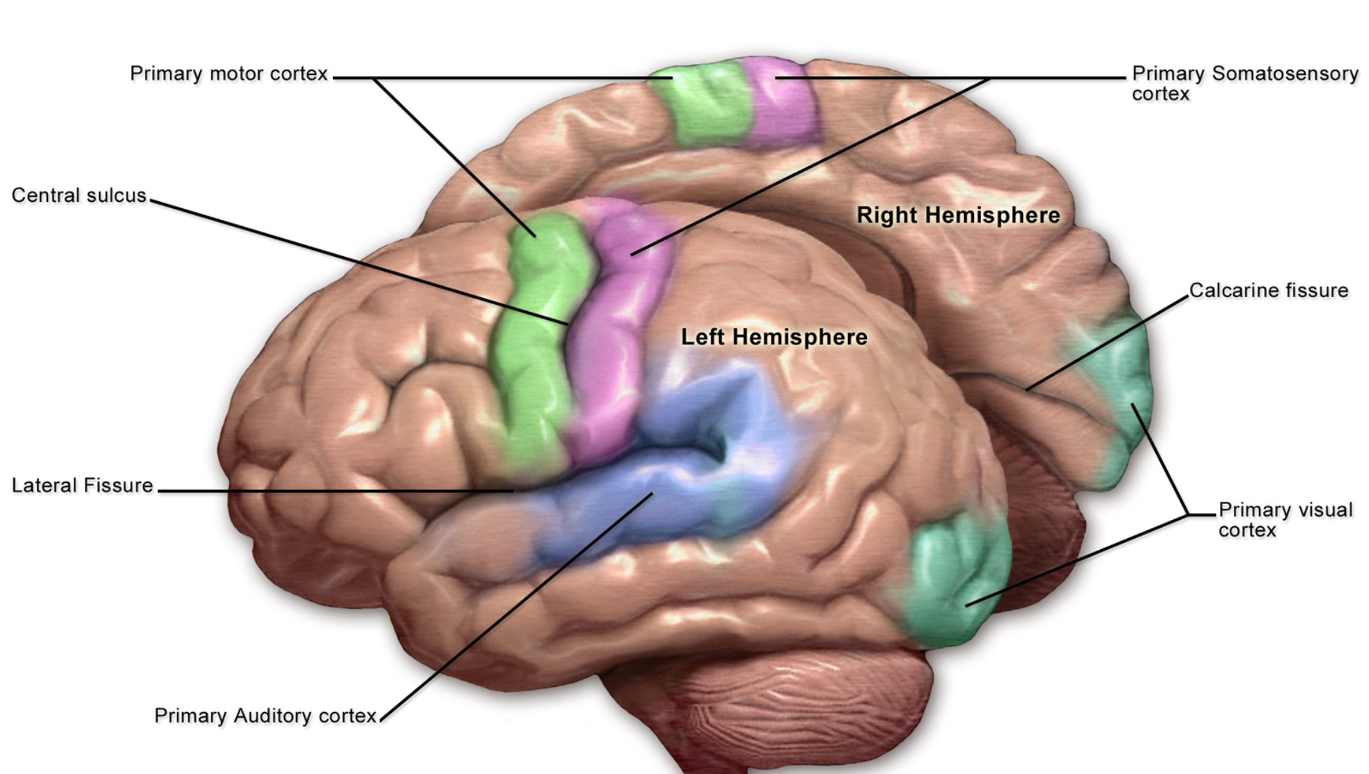 Image of the brain cortex labeled