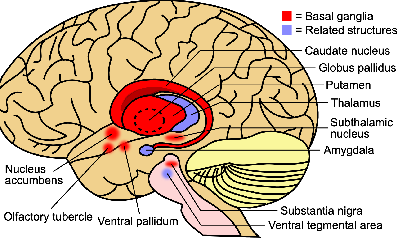 Image of the brain subcortex labeled