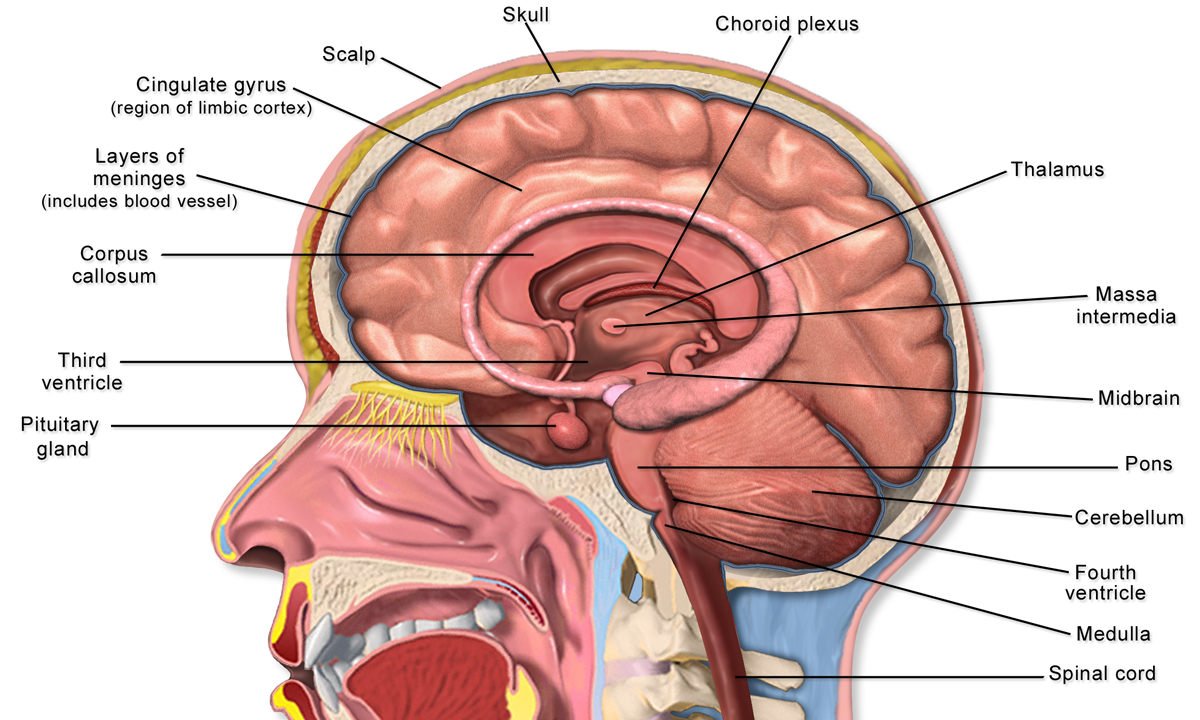 Image of the brain structures