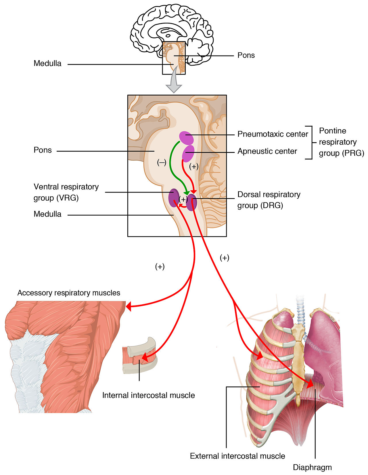Illustration of the respiratory system and brain stem