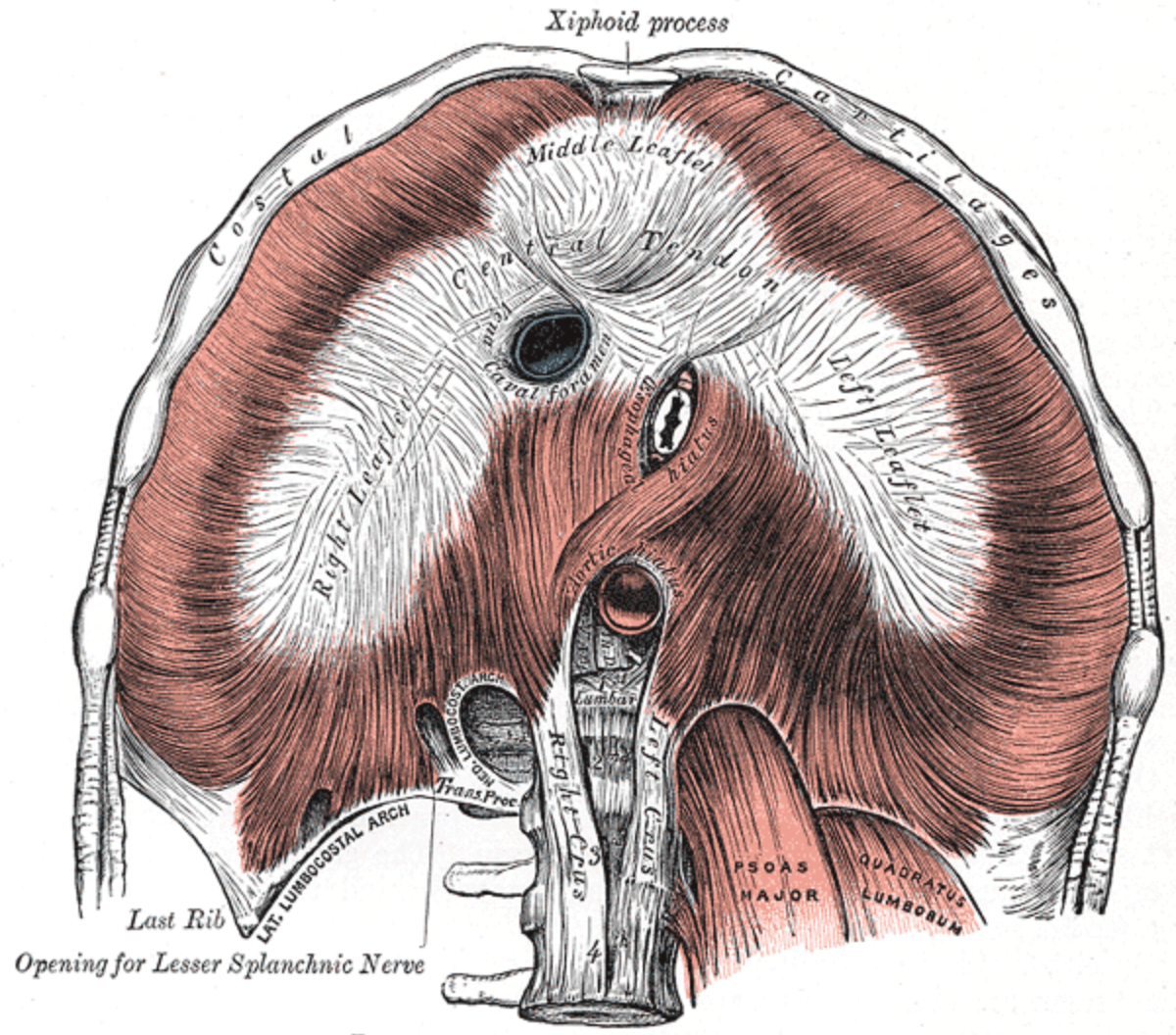 Illustration of crural muscles of the diaphragm