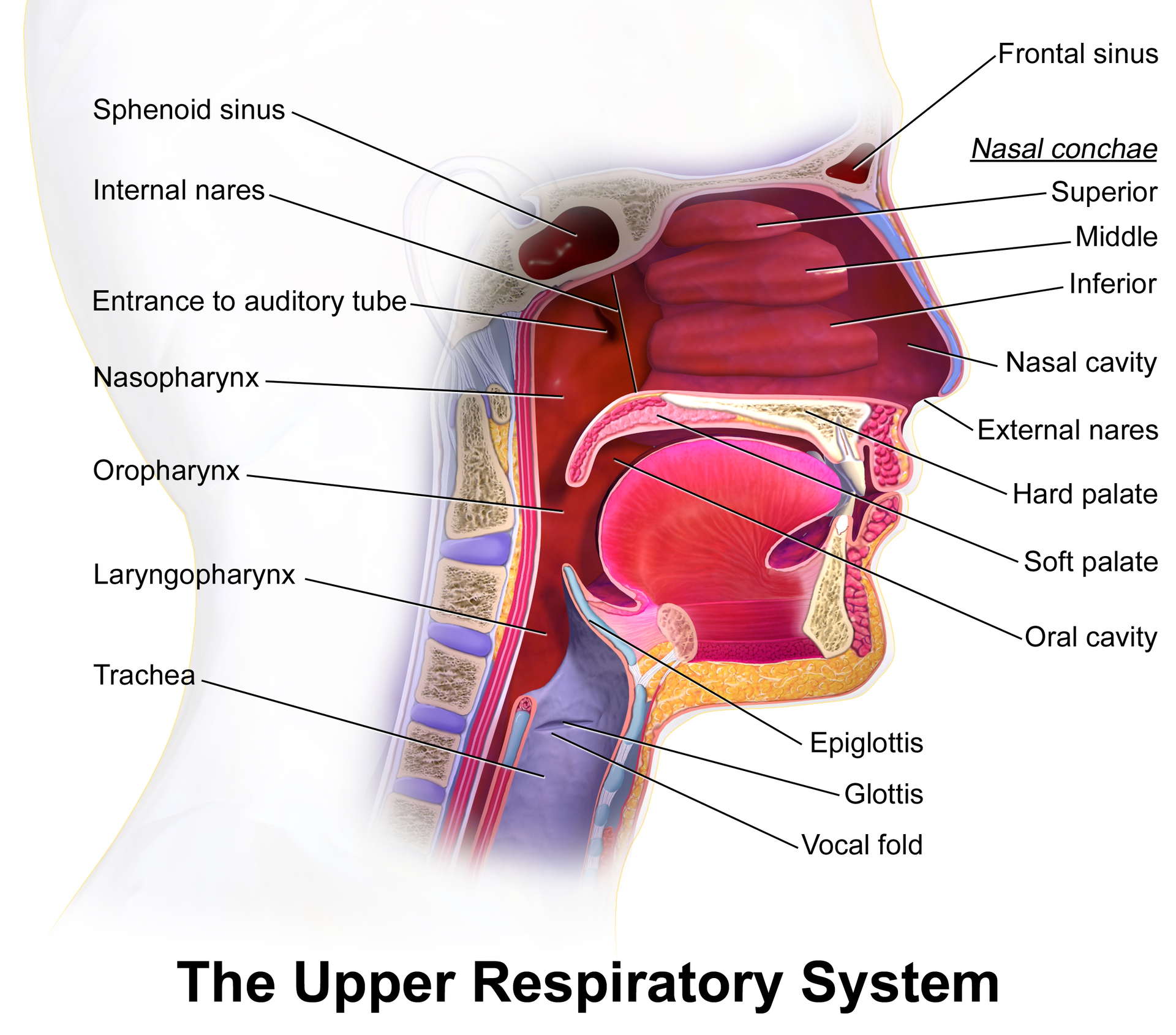 Diagram of upper respiratory system