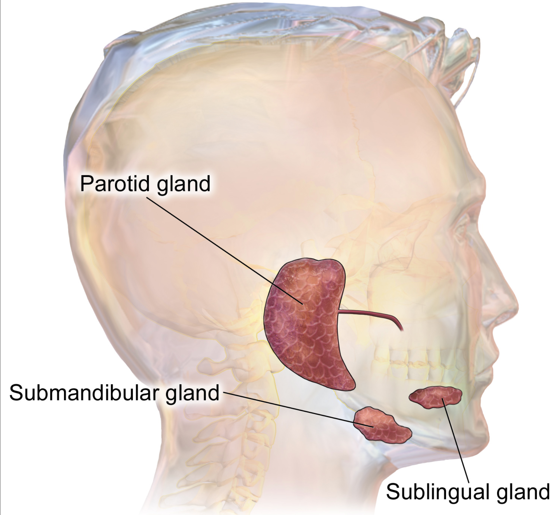 Diagram of salivary glands
