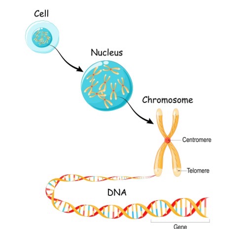 Illustration of a gene