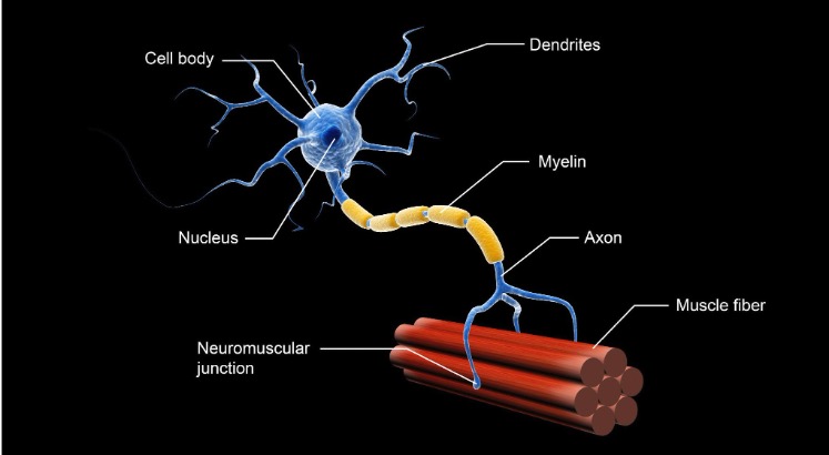 Structue of a motor neuron